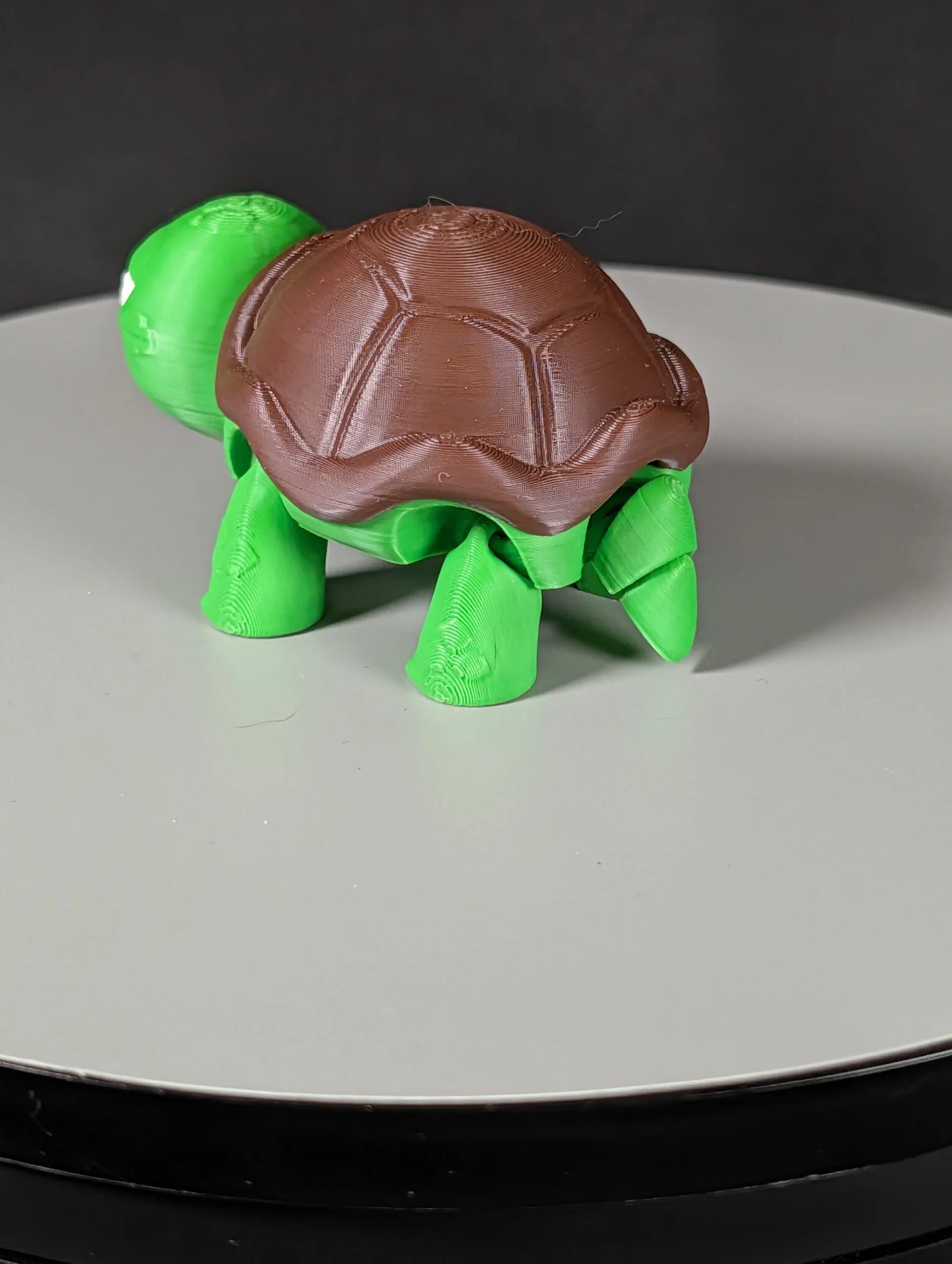 Mini not impressed turtle (2)