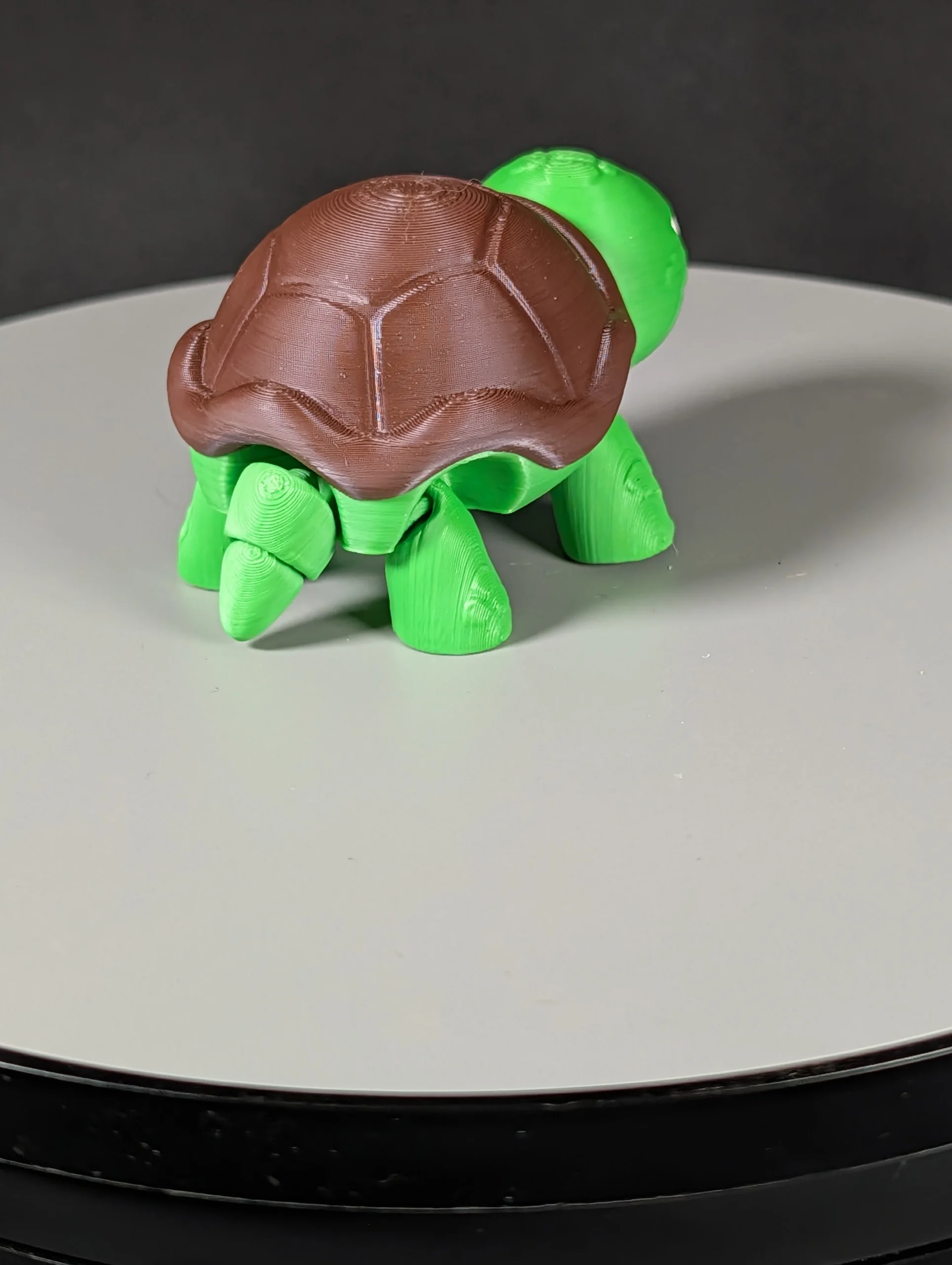 Mini not impressed turtle (3)