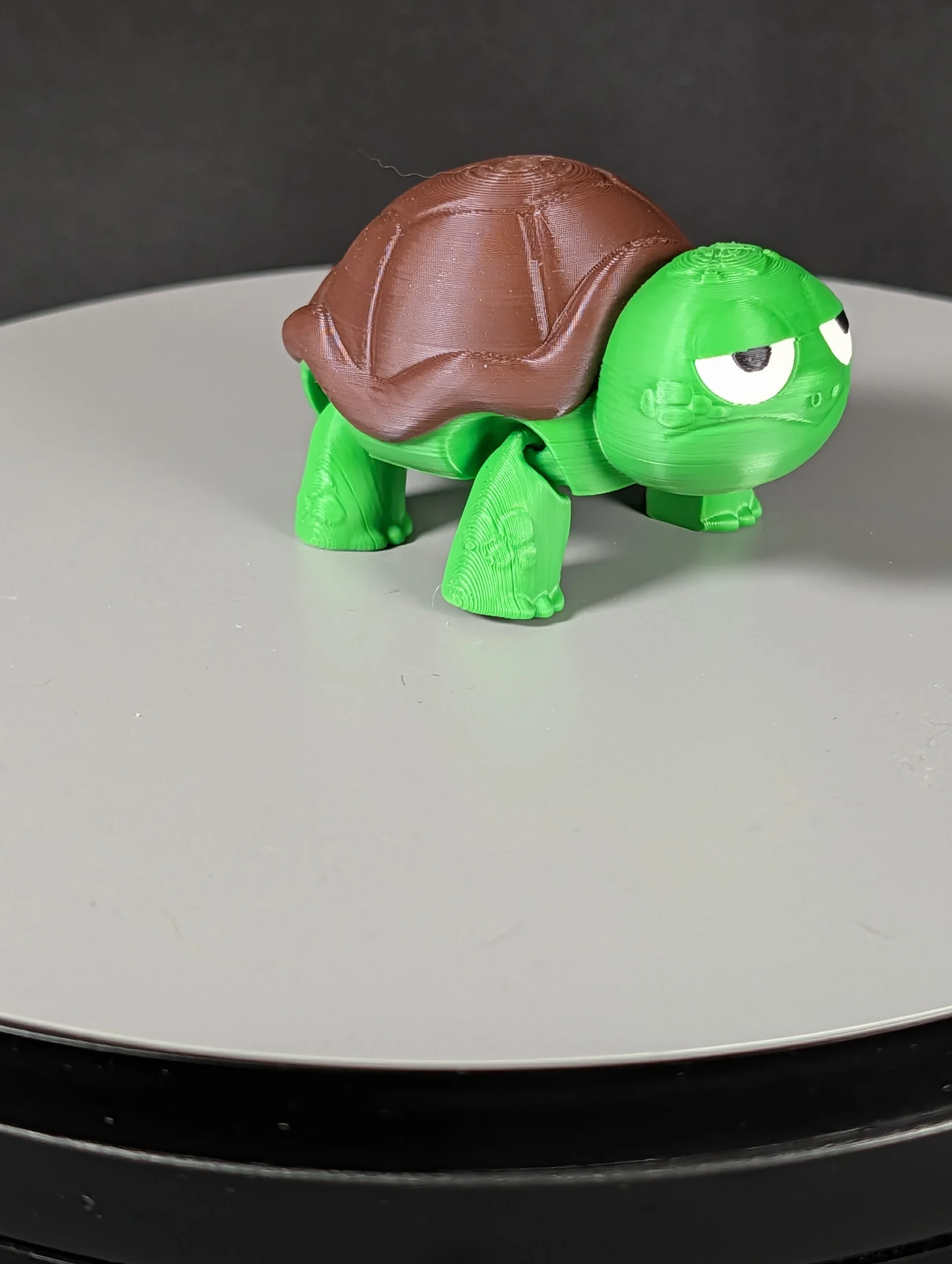Mini not impressed turtle (4)