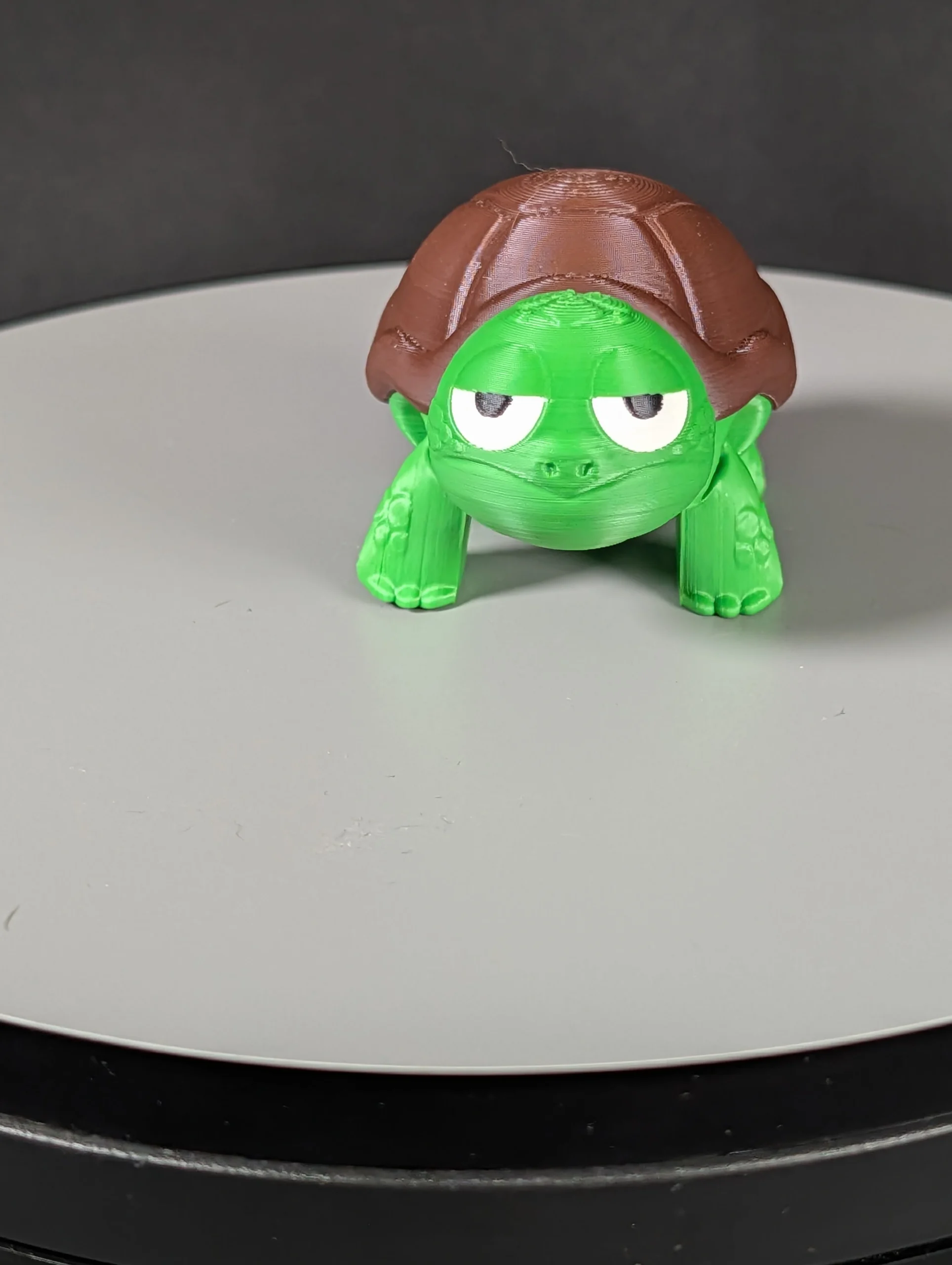 Mini not impressed turtle (5)